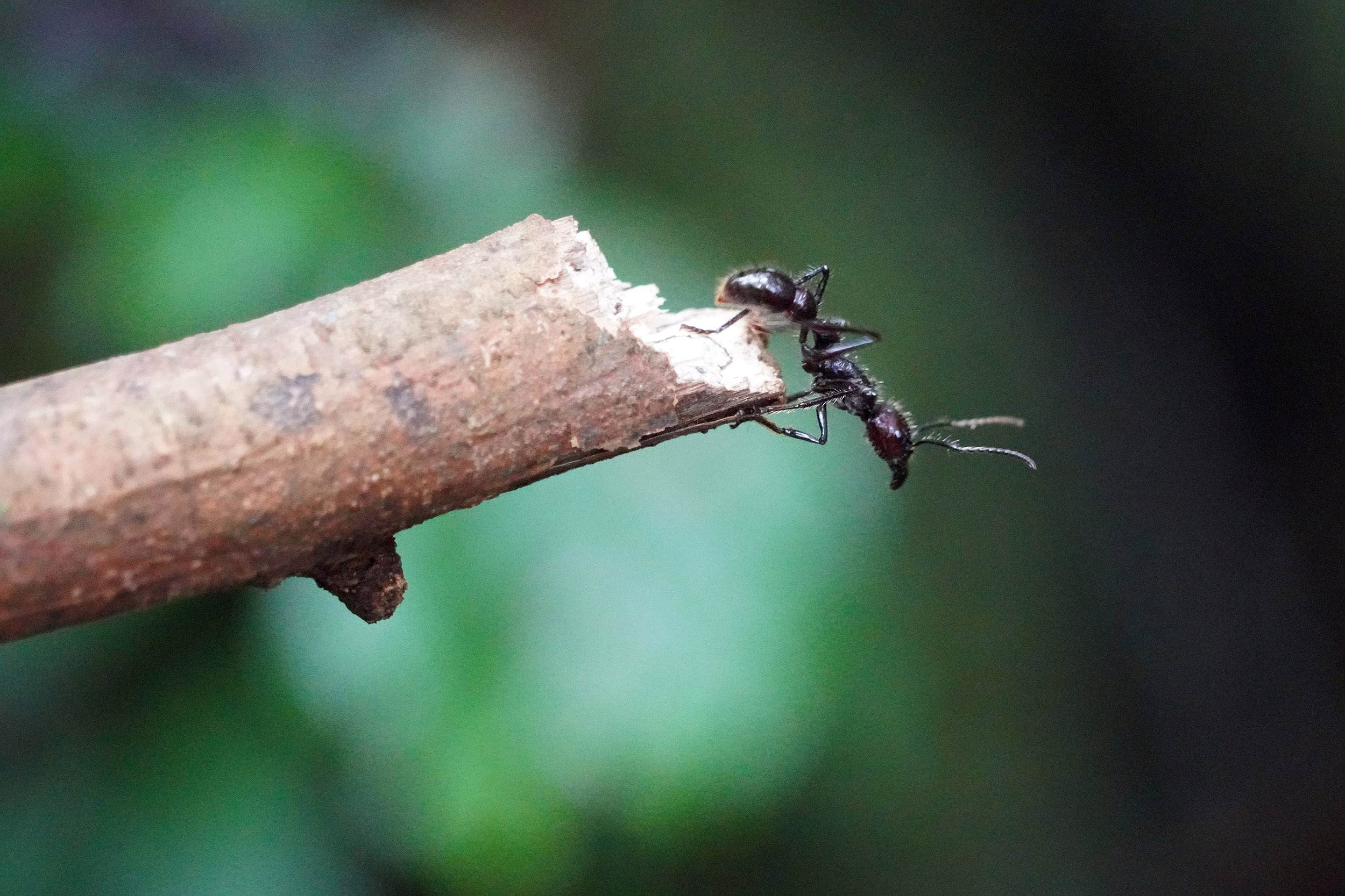 Costa Rica - Février 2025